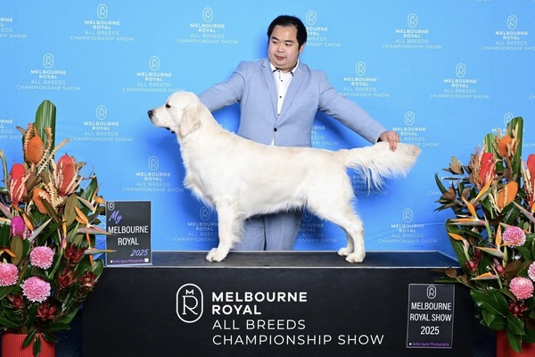 CH. Goldenna Tigers Eye JC SPRD.A (Captain)